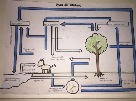 Ciclo Do Oxig Nio Mapa Mental