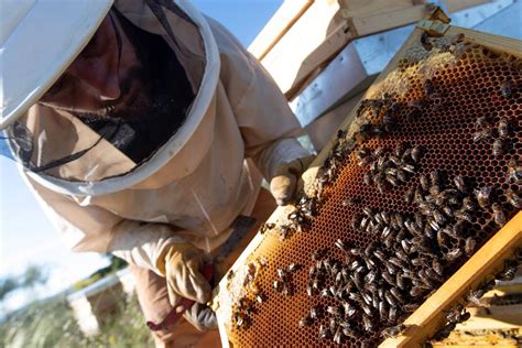 La Apicultura Ecol Gica Enriquece La Biodiversidad Y Combate La Espa A