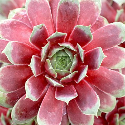 Ruby Heart - Sempervivum (Hens and Chicks)