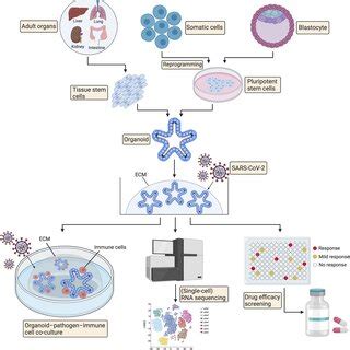 Promising applications of organoid technology in COVID-19. Organoids ...