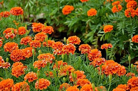 French Marigold Background Images Hd Pictures And Wallpaper For Free