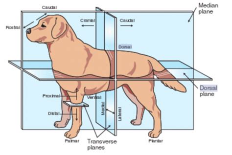 INTRODUCTION TO ANATOMY AND THE MAMMALIAN BODY PLAN Flashcards Quizlet