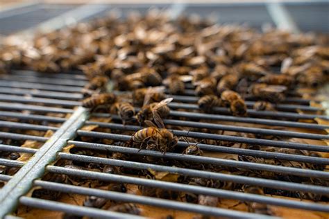 Bienen Bienenstock Imkerei Kostenloses Foto Auf Pixabay