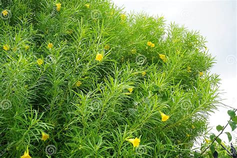 Cascabela Thevetia Blooms in August. Rhodes, Greece Stock Image - Image ...