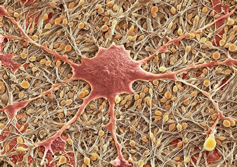 Glial Cells Sem Photograph By Thomas Deerinck Ncmir Fine Art America