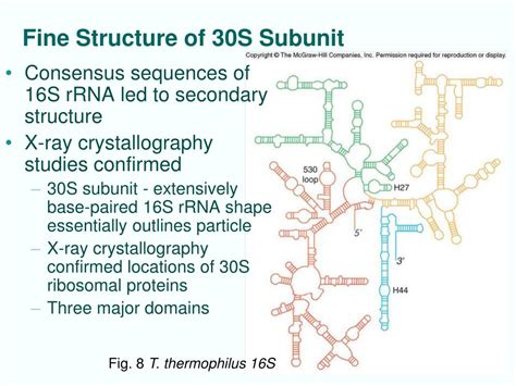 PPT Chapt 19 Ribosomes And Transfer RNA PowerPoint Presentation