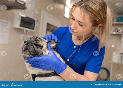 Young Professional Female Veterinarian Doctor Try Check Teeth Of Pug