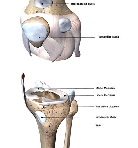 Anatomy of the Knee | Colorado Springs Orthopaedic Group