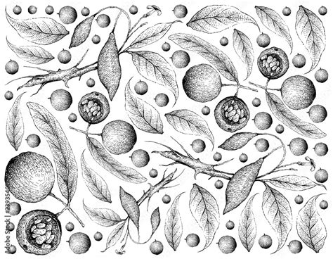 Tropical Fruit Illustration Wallpaper Of Hand Drawn Sketch Hydnocarpus