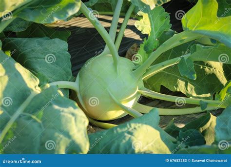 Kohlrabi stock image. Image of freshness, ripe, growth - 67652283