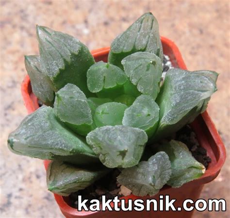 Haworthia Pygmaea ‘mutant Ice City Kaktusnik