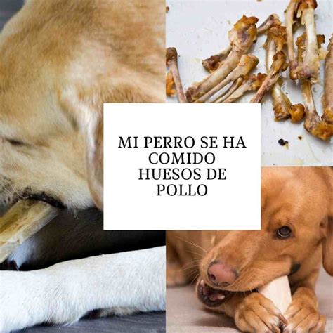 Mi perro se ha comido huesos de pollo Qué debo hacer ahora