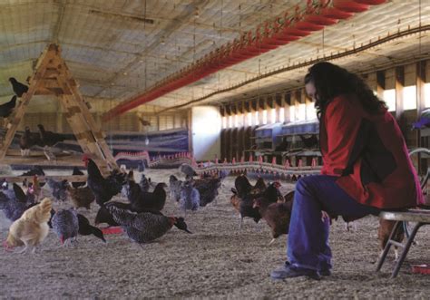 Under Contract Film Shines A Light On Poultry Farming