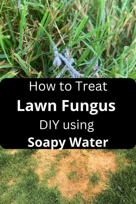 lawn fungus treatment home remedies Lawn Care Schedule, Lawn Care Tips ...