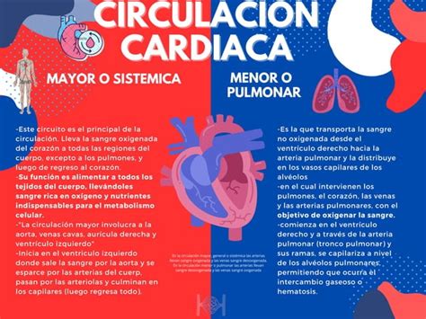 Diferencias De La Circulacion Cardiaca Mayor O Sistemica Y Menor O