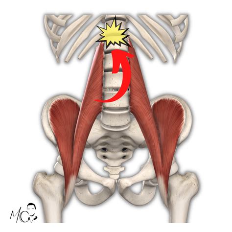 Psoas E Catena Posteriore Collegamenti E Impatto Sul Movimento