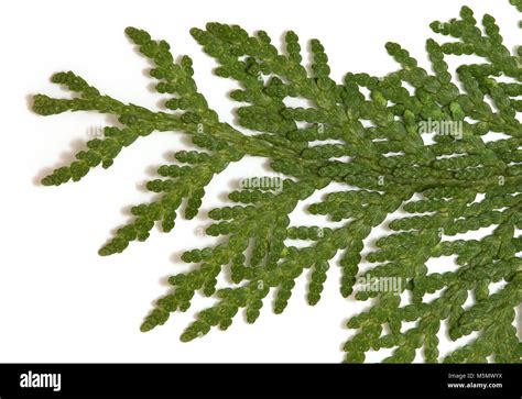 Top Of White Cedar Thuja Occidentalis Branch Stock Photo Alamy