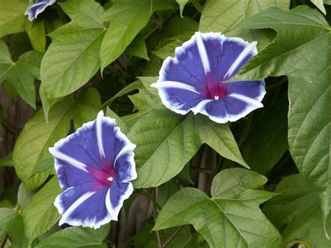 Ipomoea Purpureatricolorimperialis Dianas Mooie Moestuin