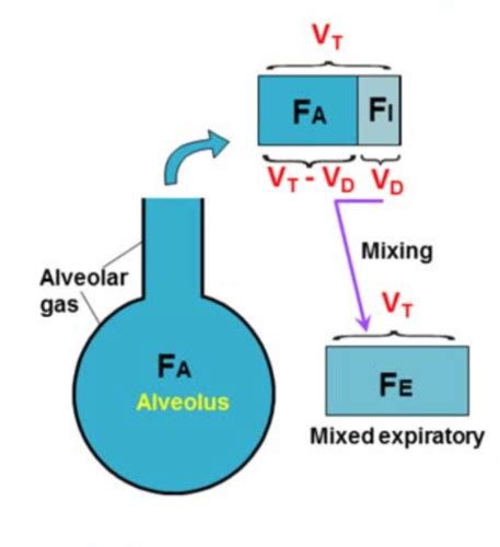 Alveolar Ventilation Flashcards Quizlet