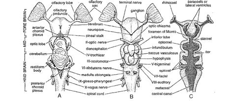 Nervous System Of Scoliodon Shark Diagram Swarborno