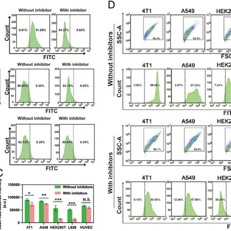 Flow Cytometry Assay For Cellular Uptake Of Different Albumin