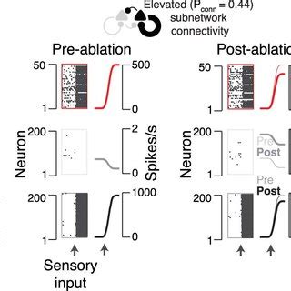 Neuronal Resonance In Networks These Results Highlight That Neuronal