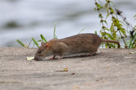 Wanderratte Projekt Roadkill Citizen Science