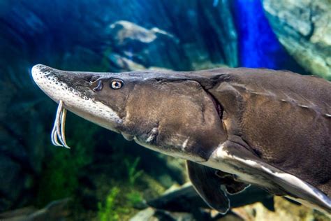 Datos sobre el pez esturión beluga | guau guau - La Revista Digital