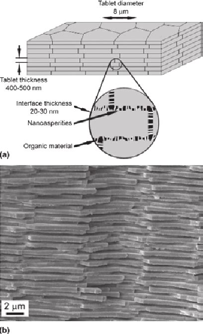 A Schematic Illustration Of Some Of The Features Of Nacre