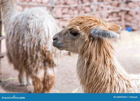 Peruvian Vicuna Farm Of Llama Alpaca Vicuna In Peru South America