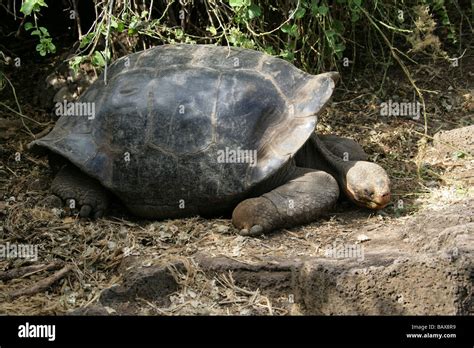 Tortuga Gigante de Galápagos Central de la isla Isabela variación