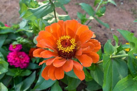 Zinnia Elegans Naranja Flor Conocida Como Zinnia O Zinnia Elegante