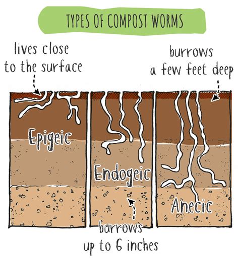 Best Worms For Composting (Choosing the Right Species!)