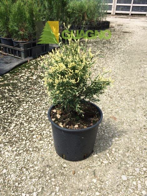 Thuja Occidentalis Goldperle Vivai Guagno