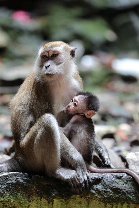 Macaque Monkey Nursing Young Stock Image - Image of environment ...