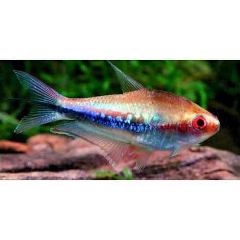 NEMATOBRYCON LACORTEI TETRA IMPERADOR ARCO ÍRIS 3CM 3 5CM Indie Aqua