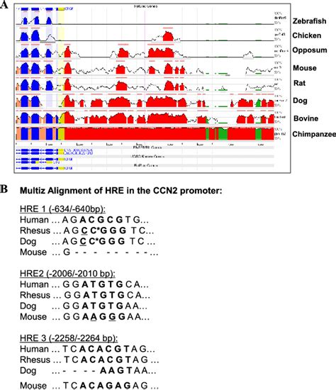 Analysis Of Human Ccn2 Promoter For Conserved Hres A Evolutionarily