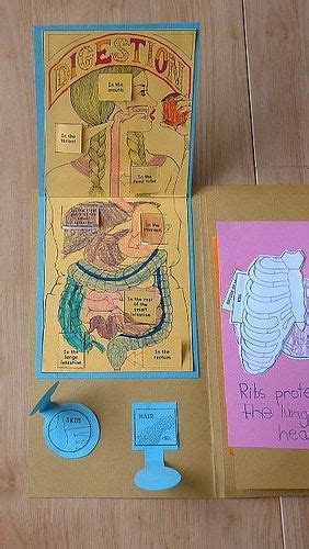 Human Anatomy Lapbook Links To Other Lapbooks Too Th Grade Science