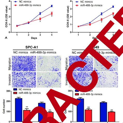 Mir 488 3p Inhibits Proliferation Invasion And Migration Of Lung