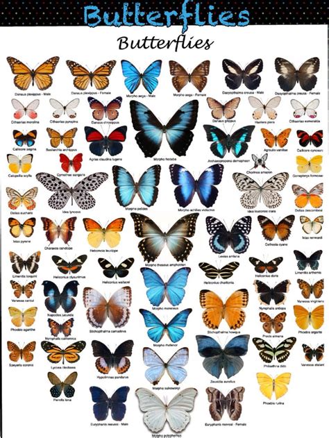 Butterfly Species Butterfly Species Butterfly Art Butterfly