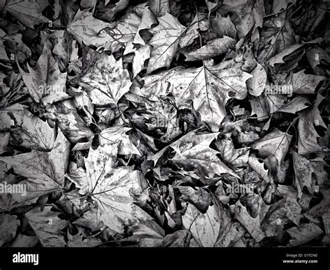 Black and white photograph of Autumn leaves Stock Photo - Alamy