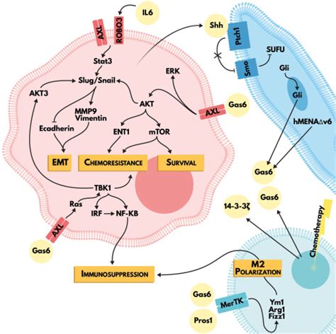 Hallmarks Of Pancreatic Cancer Spotlight On Tam Receptors Ebiomedicine