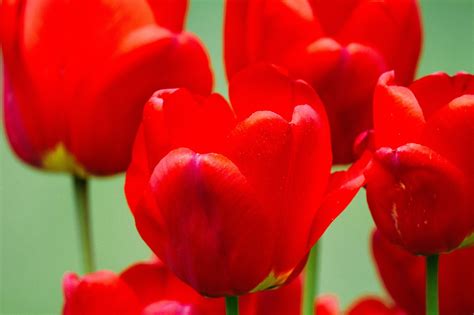 Red Tulips Flowers Free Photo On Pixabay Pixabay