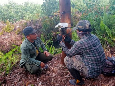 Tindak Lanjut Mitigasi Konflik Harimau Sumatera Di Kecamatan Gaung