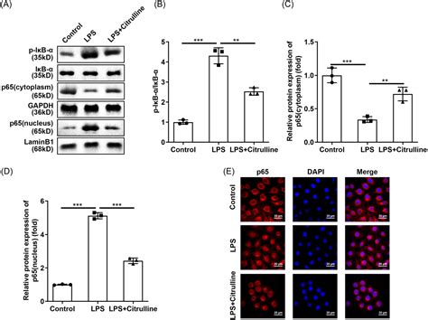 Citrulline Inhibits Lpsinduced Pyroptosis Of Raw Macrophages