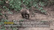 Andatu The First Sumatran Rhino Born In Indonesia Baby Sumatran Rhino ...