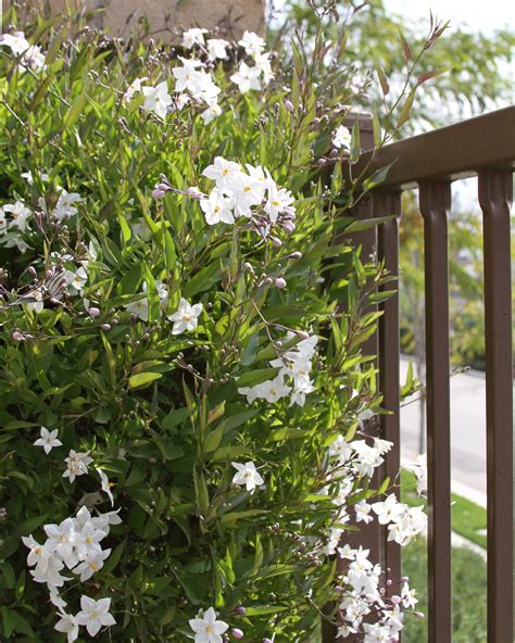 Potato Vine, Solanum jasminoides, Monrovia Plant