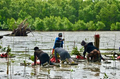 Kkp Dorong Penanaman Mangrove Di Wilayah Rawan Abrasi Antara News