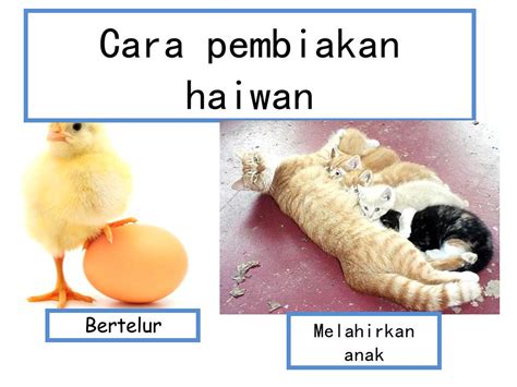 Mari Kita Ke Dunia Sains Dan Teknologi Tahun 2 Cara P