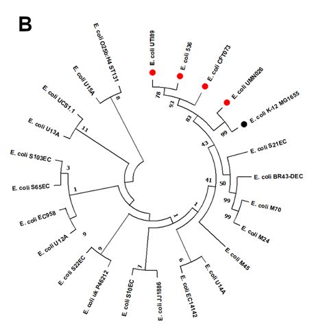 A Circular Genome Comparison Of EGY EC14142 Chromosome With Other